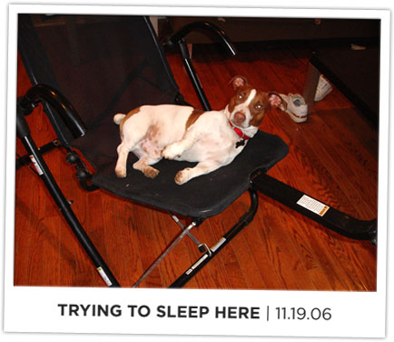 Deuce is trying to sleep on the Ab Lounge